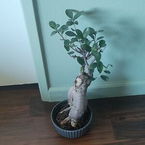 Ginseng Ficus